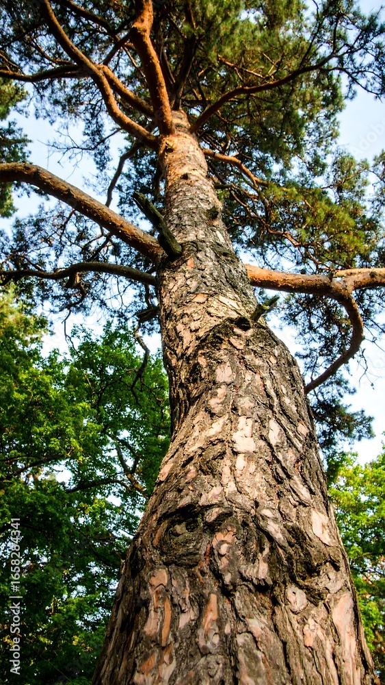 Naklejka premium Tall pine tree trunk and branches