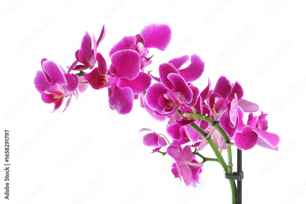 Obraz premium Beautiful orchid flower isolated on white. Blooming plant