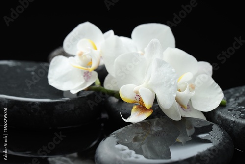 Beautiful orchid flowers with water drops on wet pebble stones against black background, closeup