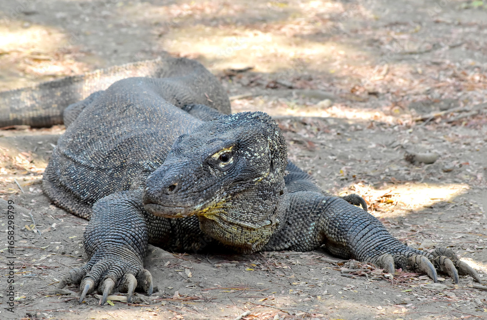 Obraz premium The Komodo dragon (Varanus komodoensis), is the largest lizard that is endemic to the Indonesian island of Komodo.