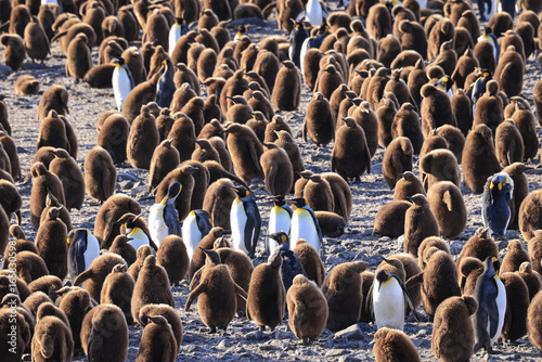 Colony of King Penguins and chicks at sunrise (Aptenodytes patagonicus), St Andrew's Bay, South Georgia