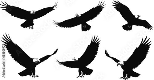 Eagle silhouette vector set, flying and landing poses, majestic bird of prey, wildlife illustration, nature art, raptor icons, wings spread