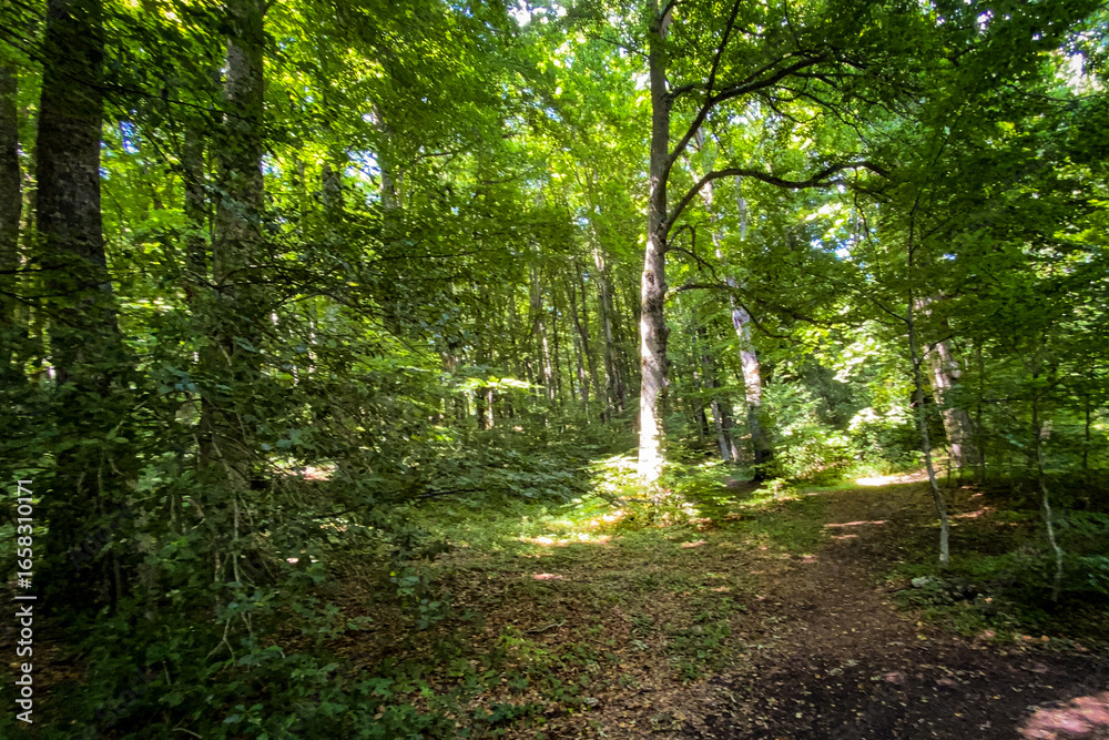 Obraz premium Sunlight filtering through verdant woodland, casting golden rays along mossy forest floor