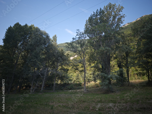 Diversi alberi alti in primo piano. Sullo sfondo si distingue una collina verdeggiante che si fonde con il paesaggio boschivo