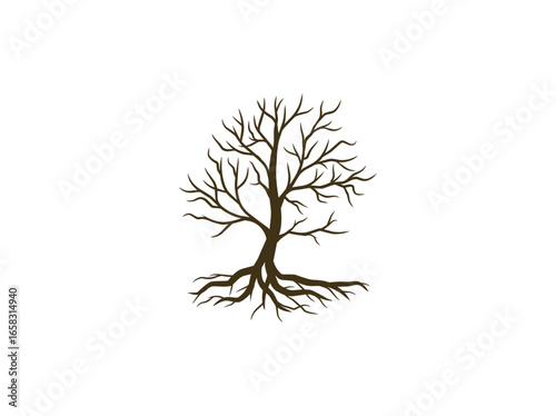 dry mangrove tree isolated  on white background