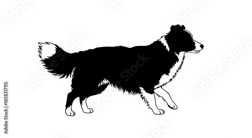 A border collie dog in a running motion.