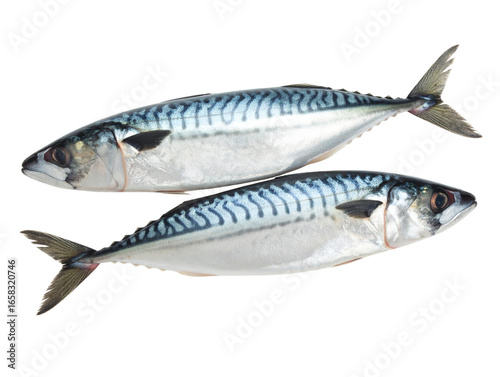 Fresh Raw Indian Mackerel Fish, Front View, Transparent PNG 