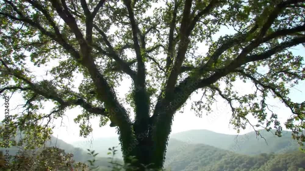 Majestic tree against misty mountains, lush green canopy, tranquil nature scene. Tall tree with climbing vines, expansive natural landscape. Serene forest with towering tree, misty mountain backdrop. Majestic tree against misty mountains, lush green canopy, tranquil nature scene. Tall tree with climbing vines, expansive natural landscape. Serene forest with towering tree, misty mountain backdrop.