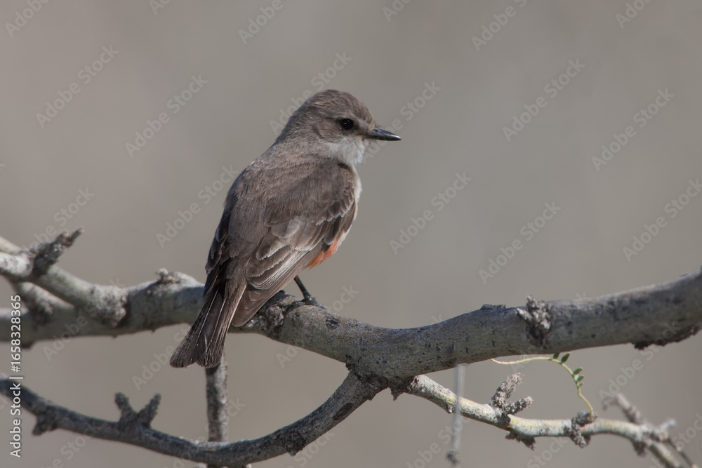 Obraz premium Vermillion Flycatcher adult female taken in SE Arizona