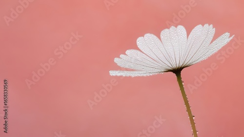 Delicate Flower with Dew Drops Against a Soft Pink Background