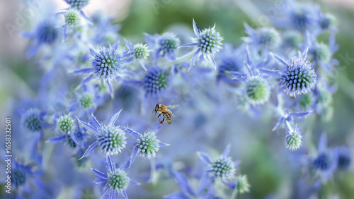 Flachblättrigem Mannstreu (Eryngium planum) - symbolisiert Beständigkeit und Schutz (Ricarda)