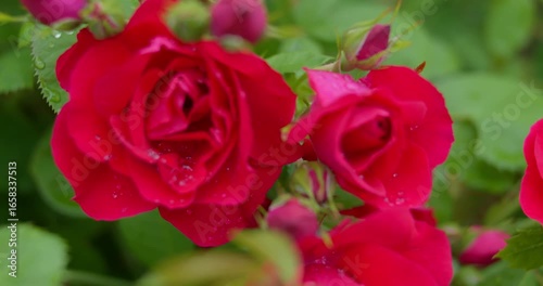 Red rosehip flowers with raindrops depth of field