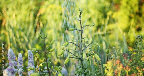 Watering of unopened lily flowers in a flower bed with water slow motion