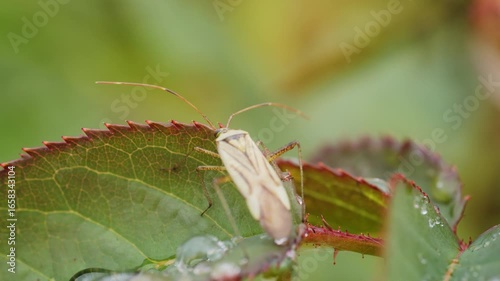 Bug bug crawls through the foliage with drops of rain and dew macro video