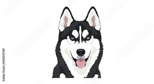 A happy husky with black and white fur shows its tongue and teeth in a close up head shot illustration on transparent background