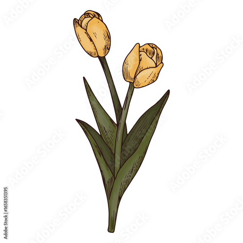 Tulip flowers nature icon