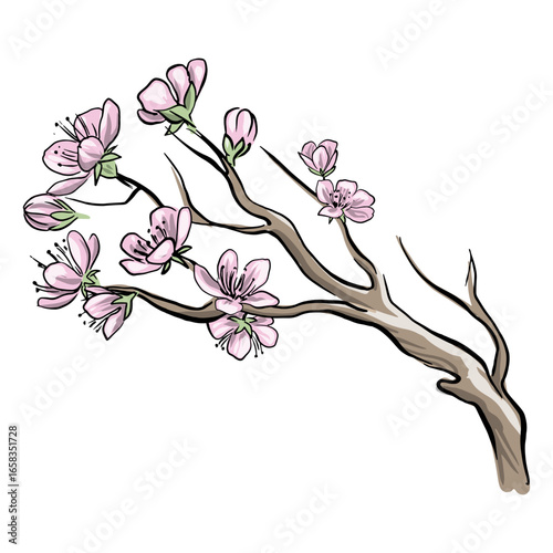 Chinese plum flowers