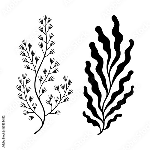 Black and white vector illustration set of two stylized plants. Minimalist line art drawing of delicate fern and wavy seaweed. Monochrome graphic design elements for botanical prints, nature-inspired 