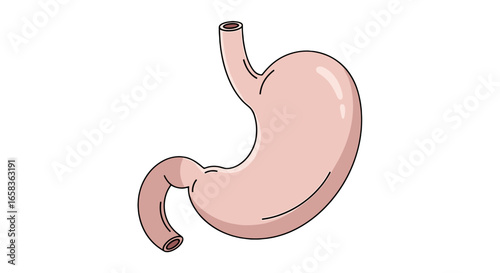 Illustration of a human stomach with a pale pink color and black outlines on a white background image view on transparent background