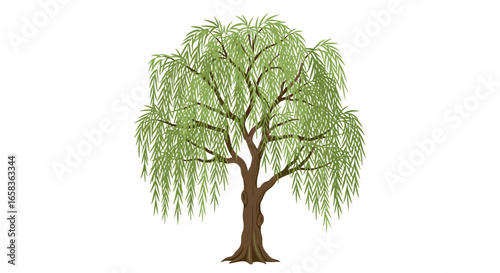 Illustration of a weeping willow tree with green leaves and a brown trunk on a white background scene view on transparent background