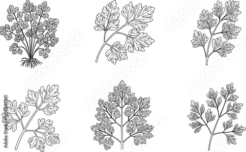 Set of six detailed parsley leaf line art illustrations in black outline style, ideal for botanical, culinary, herbal, and natural design projects.