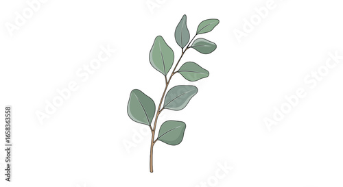 Illustration of a eucalyptus branch with green leaves and a brown stem on a white background surface view on transparent background