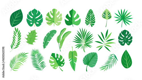 Tropical leaves vector illustration featuring green foliage monstera palm leaf and jungle plant drawing design