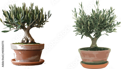 Olive Tree Bonsai Vector Set for Mediterranean Themes and Miniature Gardening Art