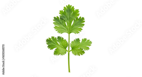 Photos Isolated Cilantro Leaf
