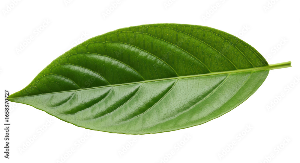 Fototapeta premium Isolated Single Green Leaf