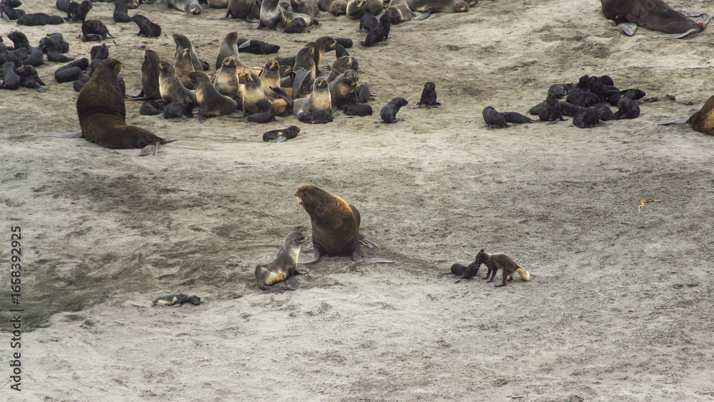 Fototapeta premium Group of navy seals resting on sandy beach, showcasing their natural habitat with playful pups and adult seals interacting, highlighting wildlife behavior and coastal environment