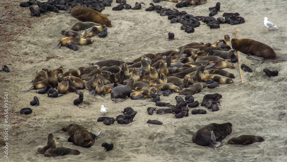 Fototapeta premium Group of navy seals resting on sandy beach, showcasing various postures and interactions, with a few seagulls nearby, creating a lively coastal scene