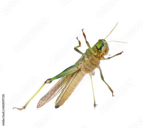Quadro su tela One locust on white background. Wild insect
