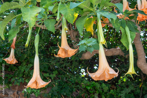 Photography Brugmansia versicolor, commonly known as “angel’s trumpets”, is a bush or small tree