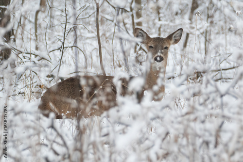 Wallpaper Mural White-tailed Deer Odocoileus virginianus in Winter Bedded Down, Forest Wildlife Photography Torontodigital.ca