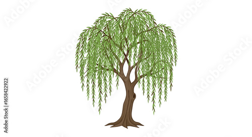 Illustration of a weeping willow tree with green leaves and a brown trunk on a white background isolated image on transparent background