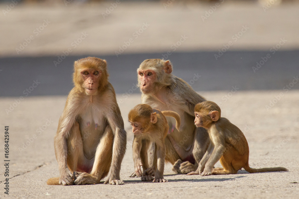 Obraz premium Two Rhesus Macaque mothers with two baby monkeys at Indian Temple family group