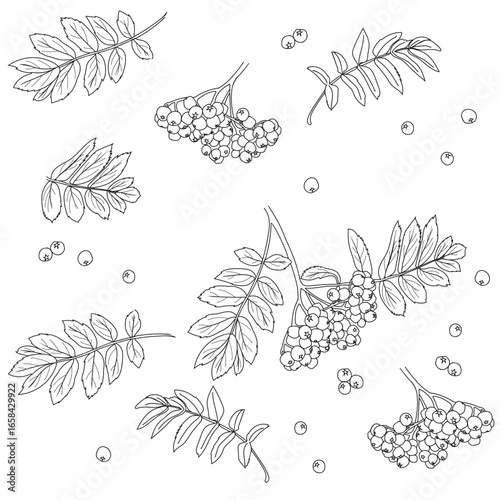  Coloring page with rowan berry (Sorbus aucuparia). Seamless background.