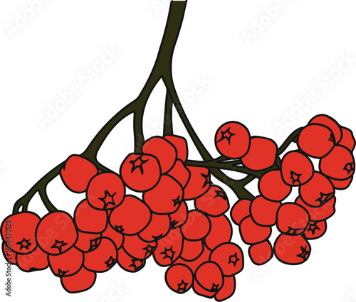 Bunch of ripe red rowan berries isolated on white background	