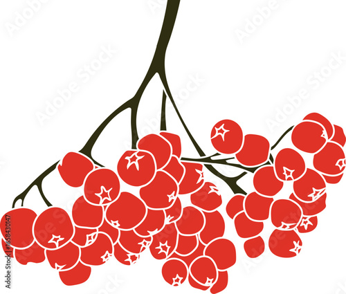 Bunch of ripe red rowan berries isolated on white background	