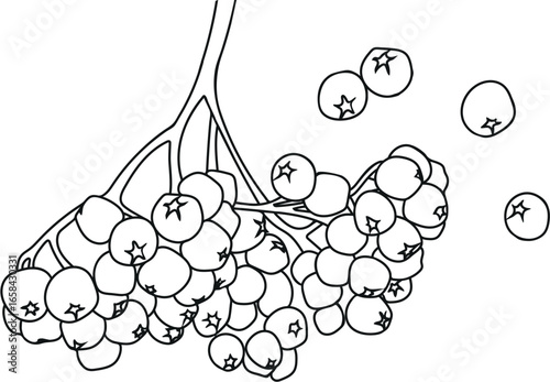 Coloring page with bunch of rowan berries isolated on white background	
