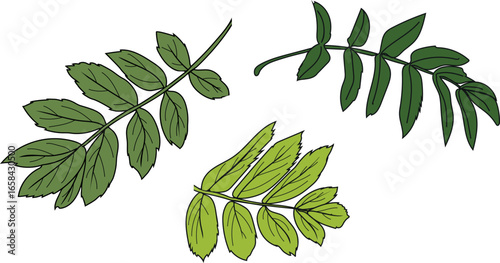 Green leaves of rowan (Sorbus aucuparia) isolated on white background	