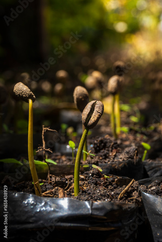 Germination of seeds of the Colombian coffee crop plant. Germinación de semillas de la planta del cultivo de café colombiano.