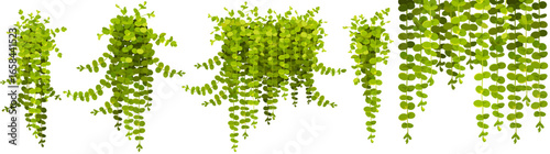 Set of creeper coin loosestrife, nummularia. Isolated cartoon vector moneywort in style of provence. Medicinal and ornamental plant. Vector objects for computer games.