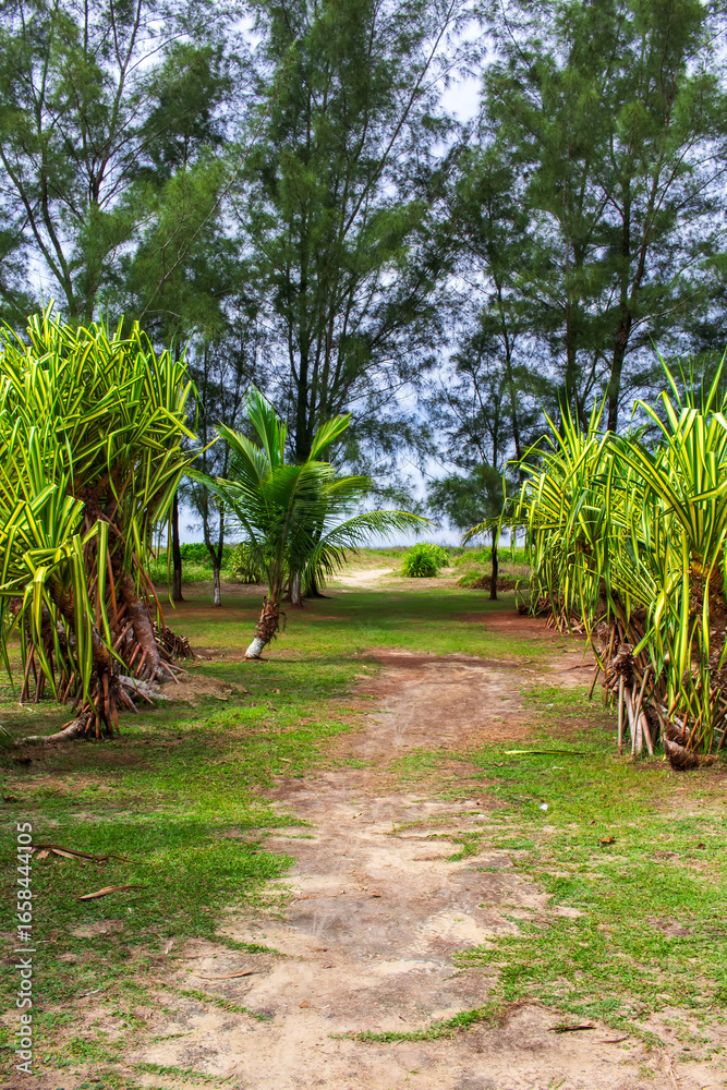Fototapeta premium Plantas IMG_2009