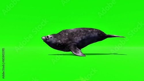 Northern elephant seal swimming on green screen stock footage royalty free video premium quality