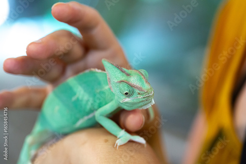 Veiled chameleon perching on person's arm, showing its beautiful green skin