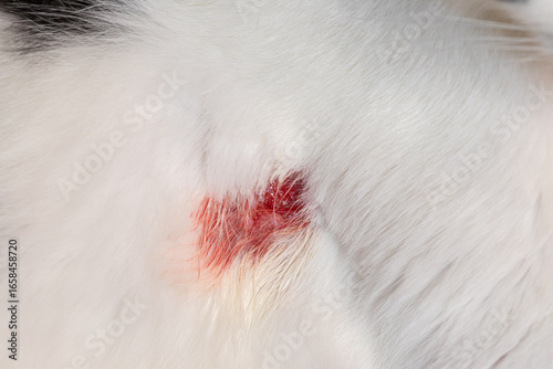 Close-up of fresh wound with blood on white cat fur