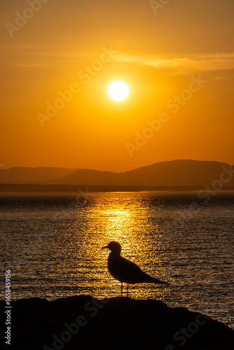Bird standing on a rock in front of the water with a beautiful background sunset in Riviere-du-Loup.