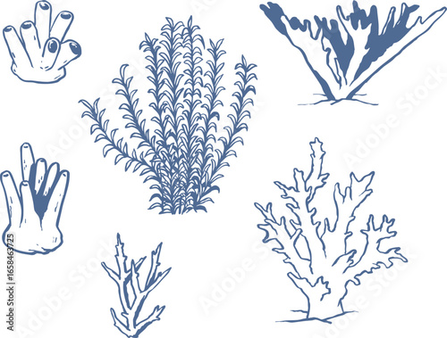 Hand drawn coral and sea plant set. Underwater world doodles. Marine drawings. Ink elements. Vector illustration isolated on white background.